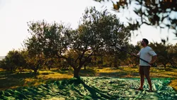 How Olive Nets Support Sustainable Farming Practices